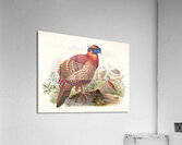 Ceriornis melanocephala. 1872 Acrylic Print