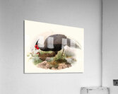 Euplocamus lineatus. 1872 Impression acrylique