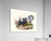 Crossoptilon auritum. 1872 Acrylic Print