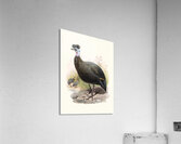 Numida cristata. 1872 Acrylic Print