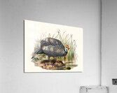 Numida mitrata. 1872 Impression acrylique