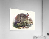 Numida meleagris. 1872 Acrylic Print