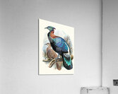 Lophophorus Lhuysii. 1872 Acrylic Print