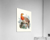 Ceriornis Blythii. 1872 Acrylic Print