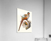Phasianus elegans. 1872 Acrylic Print