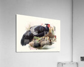 Euplocamus Horsefieldii 1872 Acrylic Print