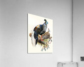 Euplocomus ignitus. 1872 Acrylic Print