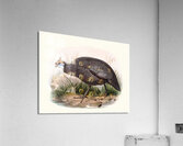 Numida ptilorhyncha. 1872 Acrylic Print