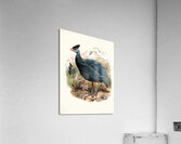 Numida plumifera. 1872 Acrylic Print