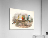 Meleagris ocellata. 1872 Acrylic Print