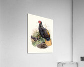 Euplocamus Pyronotus 1872 Acrylic Print