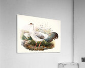 Crossoptilon thibetanum. 1872 Acrylic Print