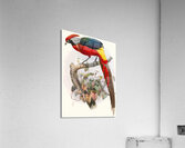 Hybrid Pheasant. 1872 Acrylic Print