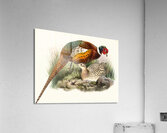 Phasianus mongolicus. 1872 Acrylic Print