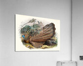 Argus giganteus. 1872 Acrylic Print