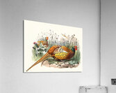 Phasianus Shawii. 1872 Acrylic Print