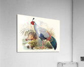 Euplocamus prælatus. 1872 Acrylic Print