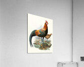 Gallus ferrugineus. 1872 Acrylic Print