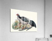 Euplocomus albo-cristatus. 1872 Acrylic Print