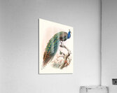 Pavo cristatus. 1872 Acrylic Print