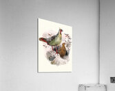 Ithalginis cruentus. 1872 Acrylic Print