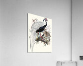 Euplocomus nycthemerus. 1872 Acrylic Print