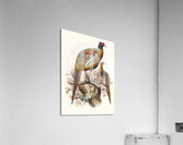 Phasianus formosanus. 1872 Acrylic Print