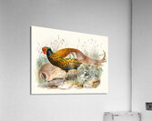Phasianus insignis. 1872 Acrylic Print