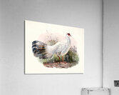 Crossoptilon Drouynii. 1872 Acrylic Print