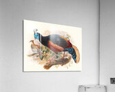 Euplocamus nobilis. 1872 Acrylic Print