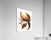 Gallus La-Fayettei. 1872 Acrylic Print