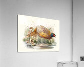 Phasianus colchicus. 1872 Acrylic Print