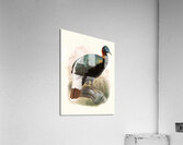 Lophophorus Sclateri. 1872 Acrylic Print