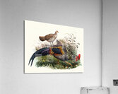Gallus Sonneratii. 1872 Acrylic Print