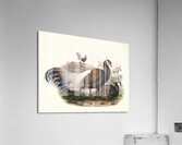 Crossoptilon mantchuricum. 1872 Acrylic Print