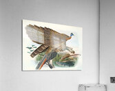 Argus Grayi. 1872 Acrylic Print