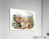 Phasianus Reevesii. 1872 Acrylic Print