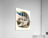 Pavo nigripennis. 1872 Acrylic Print