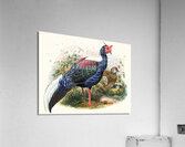 Euplocomus Swinhoei. 1872 Acrylic Print