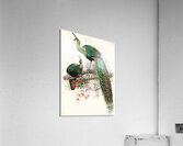 Pavo muticus. 1872 Acrylic Print