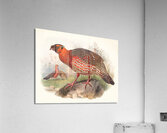 Ceriornis satyra. 1872 Acrylic Print