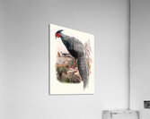 Euplocamus Andersoni. 1872 Acrylic Print