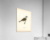 Redwing-Song thrush Turdus usicus Acrylic Print