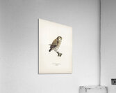 Glaucidium passerinum Acrylic Print