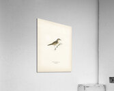 Locustella naevia Acrylic Print