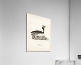 Podiceps cristatus Acrylic Print