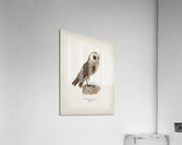 Tyto alba guttata owl Acrylic Print