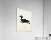 Somateria mollissima Acrylic Print