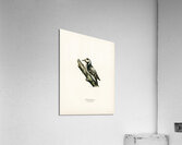 Dryobates minor Acrylic Print