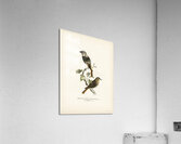Aegithalus caudatus Long-tailed tit Acrylic Print